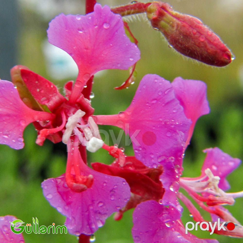 Klarkiya (Clarkia unguiculata) — Bitkilər, Bakı (2)