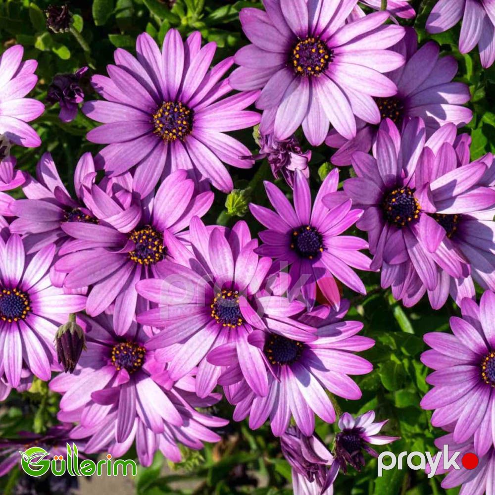 Osteospermum (Afrika papatyası) — Bitkilər, Bakı (4)