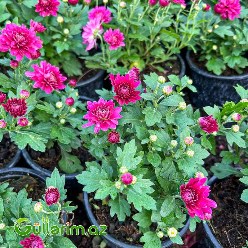 Xrizantema multiflora — Bitkilər, Bakı (3)