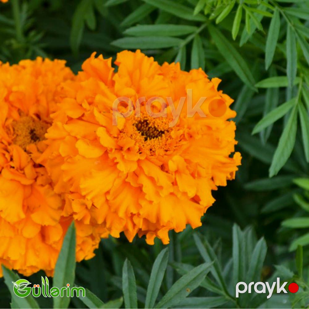 Barxat - Tagetes — Bitkilər, Bakı (3)