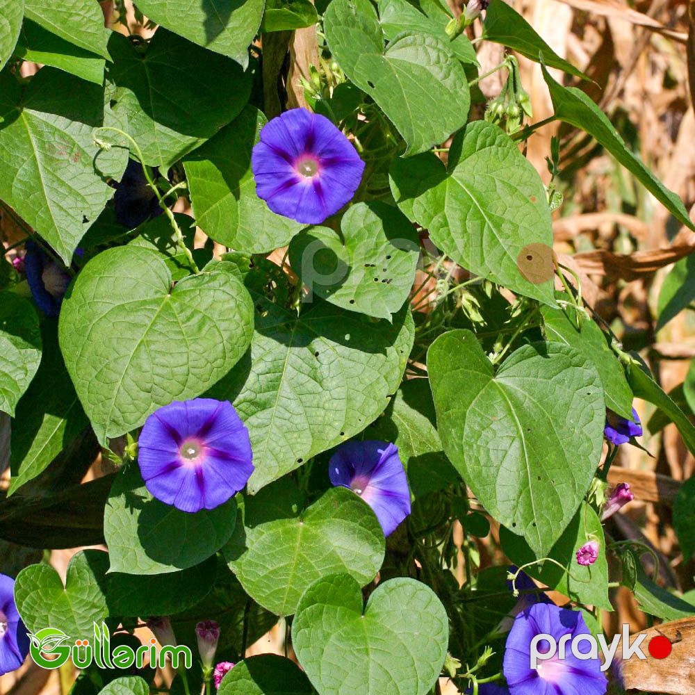 İpomeya (Ipomoea purpurea) — Bitkilər, Bakı (5)