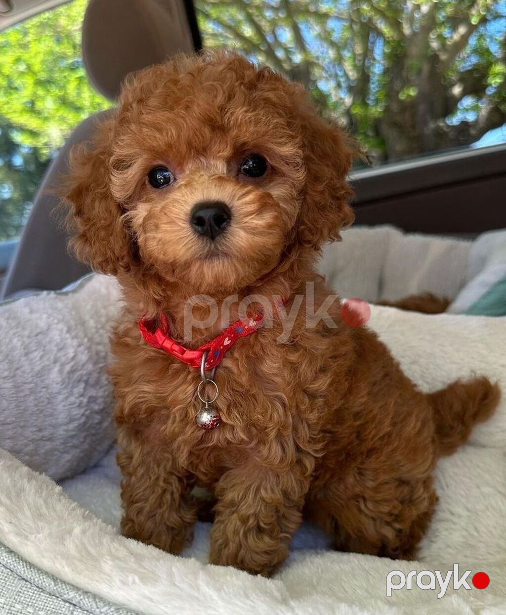 Pitbul, 2 ay, Sənədli — Köpəklər, Bakı