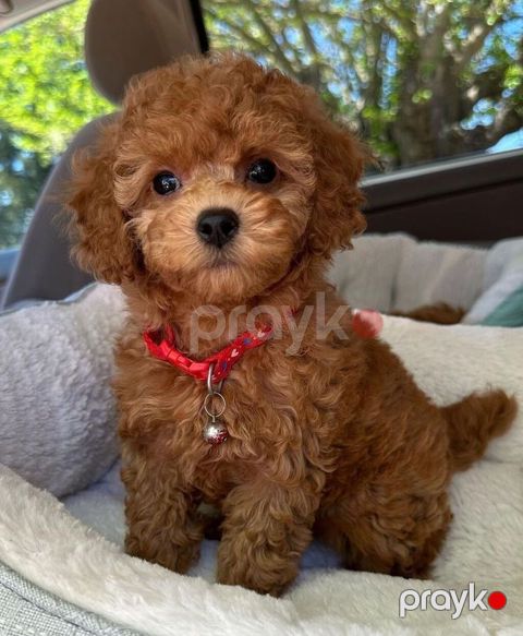 Pitbul, 2 ay, Sənədli — Bakı