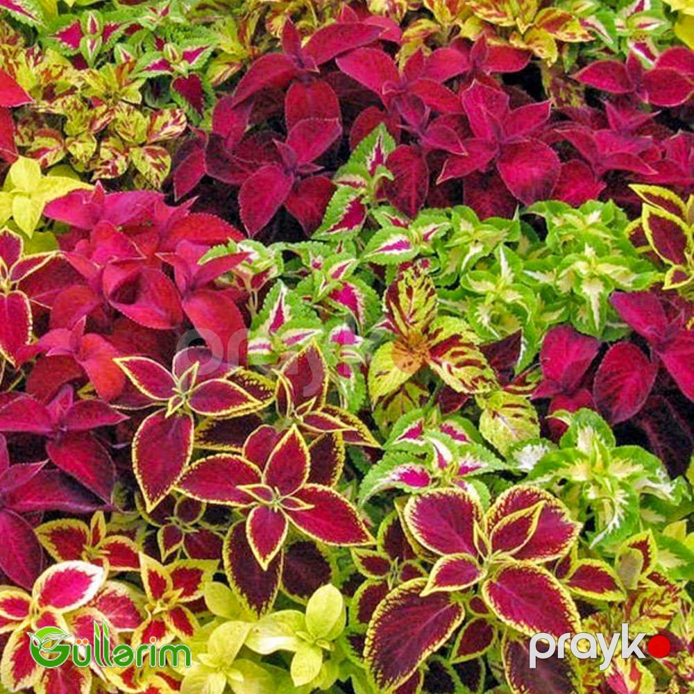 Kolеus (Coleus) — Bitkilər, Bakı (4)