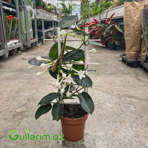 Madagaskar Yasəməni — Oʻsimliklar