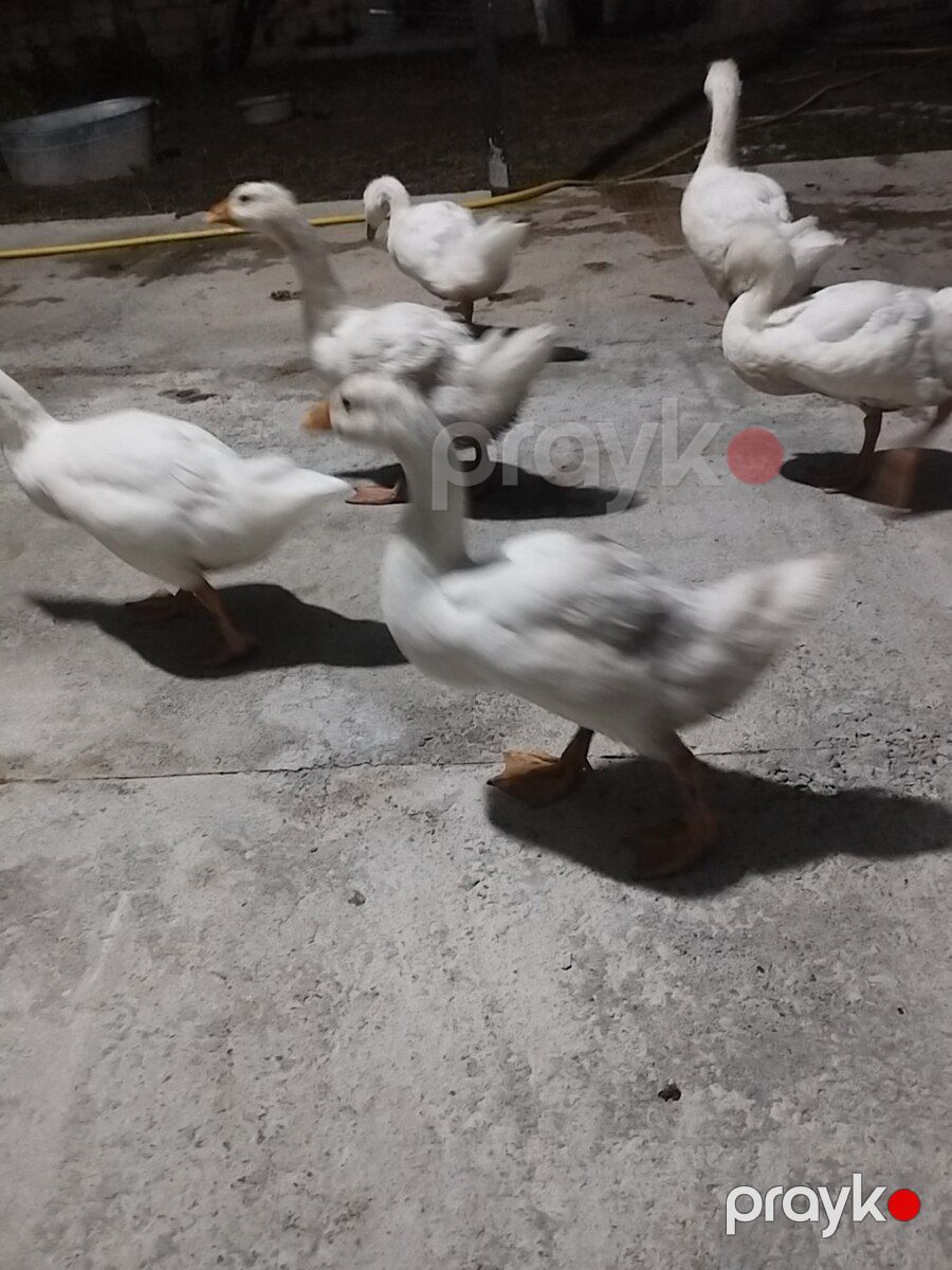 Linda kuban qazları — Quşlar, Şəki (2)