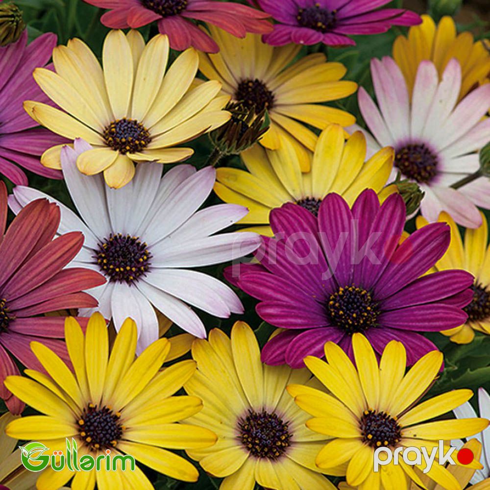 Osteospermum (Afrika papatyası) — Bitkilər, Bakı (3)