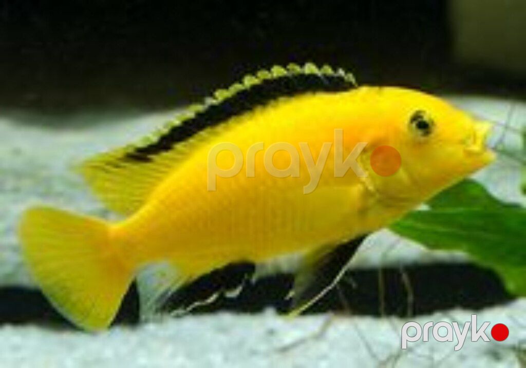 Akvarium balıqları — Akvariumlar və balıqlar, Bakı
