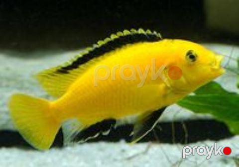 Akvarium balıqları — Bakı