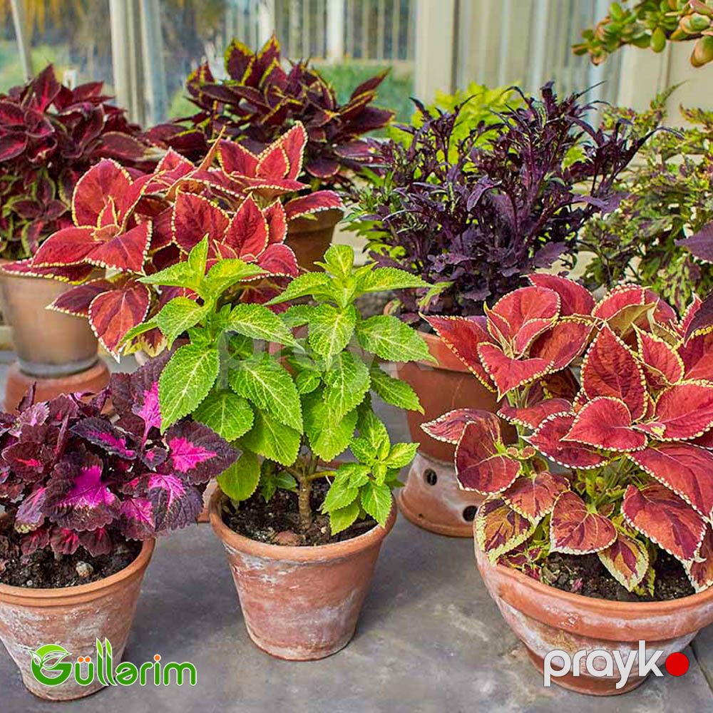 Kolеus (Coleus) — Bitkilər, Bakı (5)