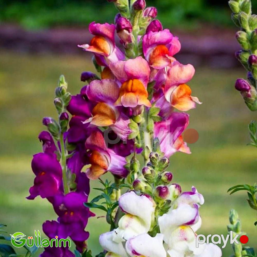Aslan qızı (Antirrhinum majus) — Bitkilər, Bakı (2)