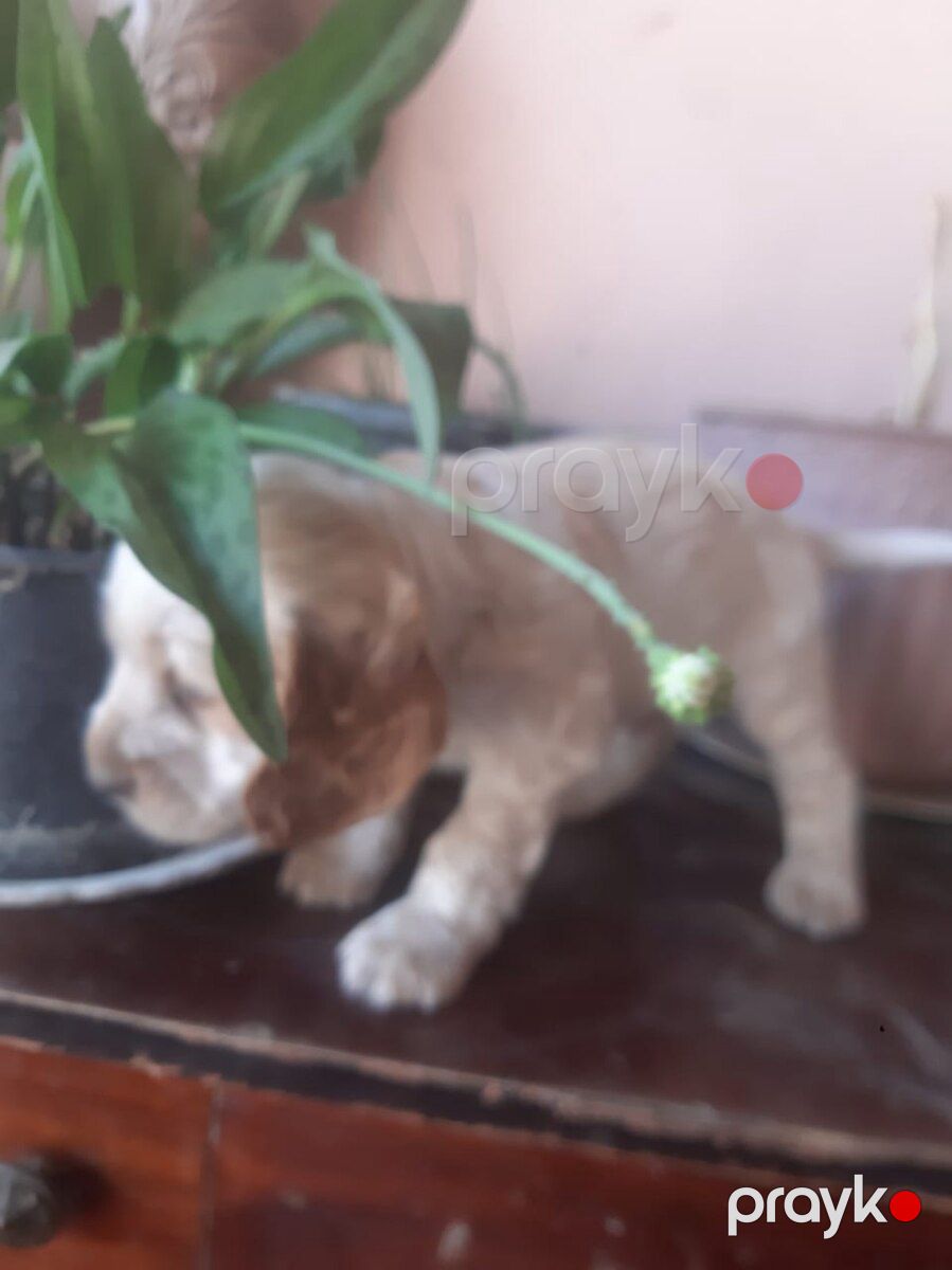 Koker Spaniel balaları — Köpəklər, Bakı (4)