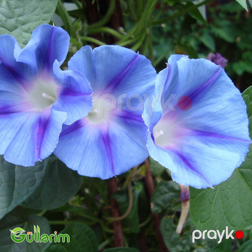 İpomeya (Ipomoea purpurea) — Bitkilər, Bakı (3)