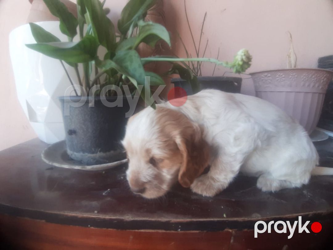 Koker Spaniel balaları — Köpəklər, Bakı (3)