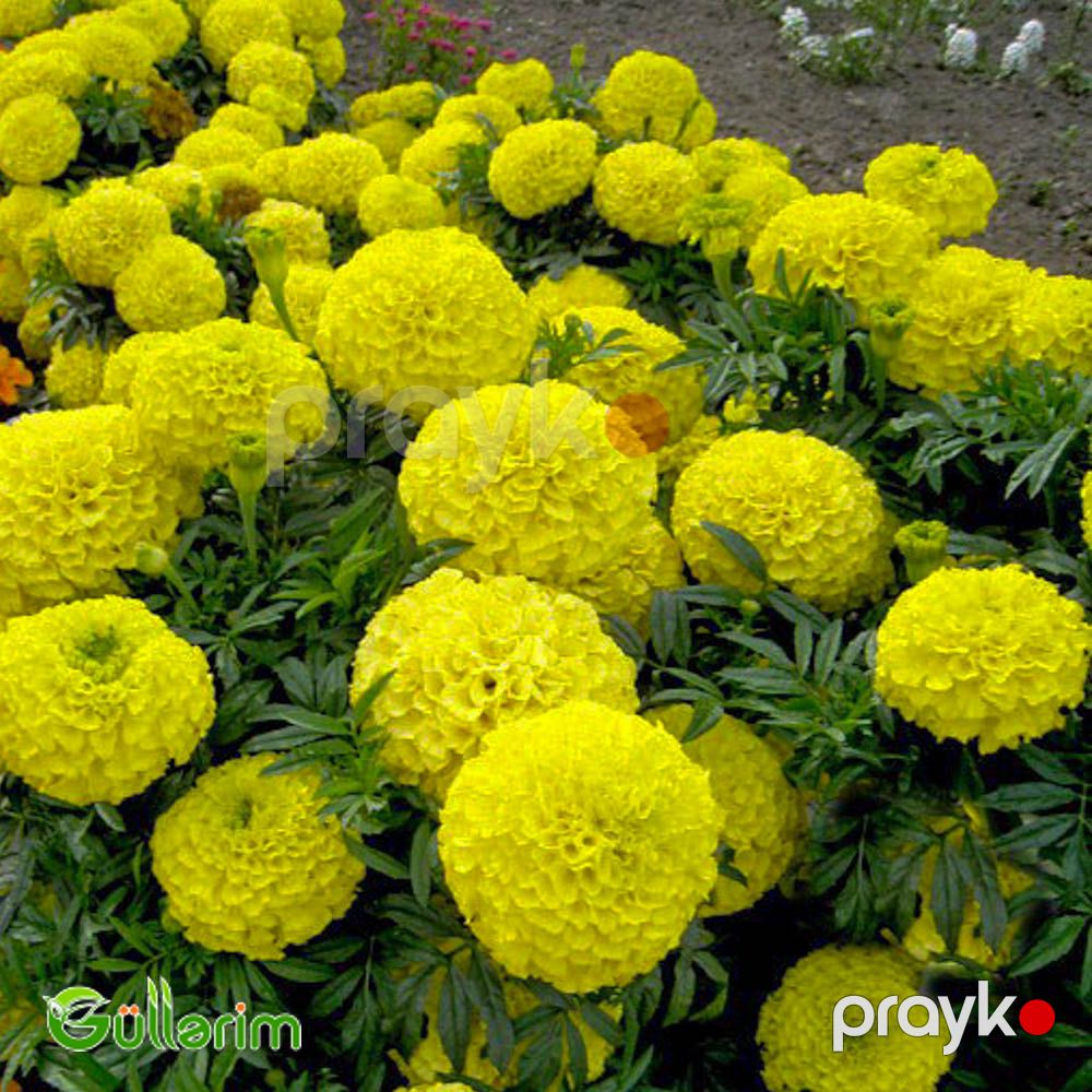 Böyükçiçəkli Barxat (Tagetes erecta) — Bitkilər, Bakı (3)