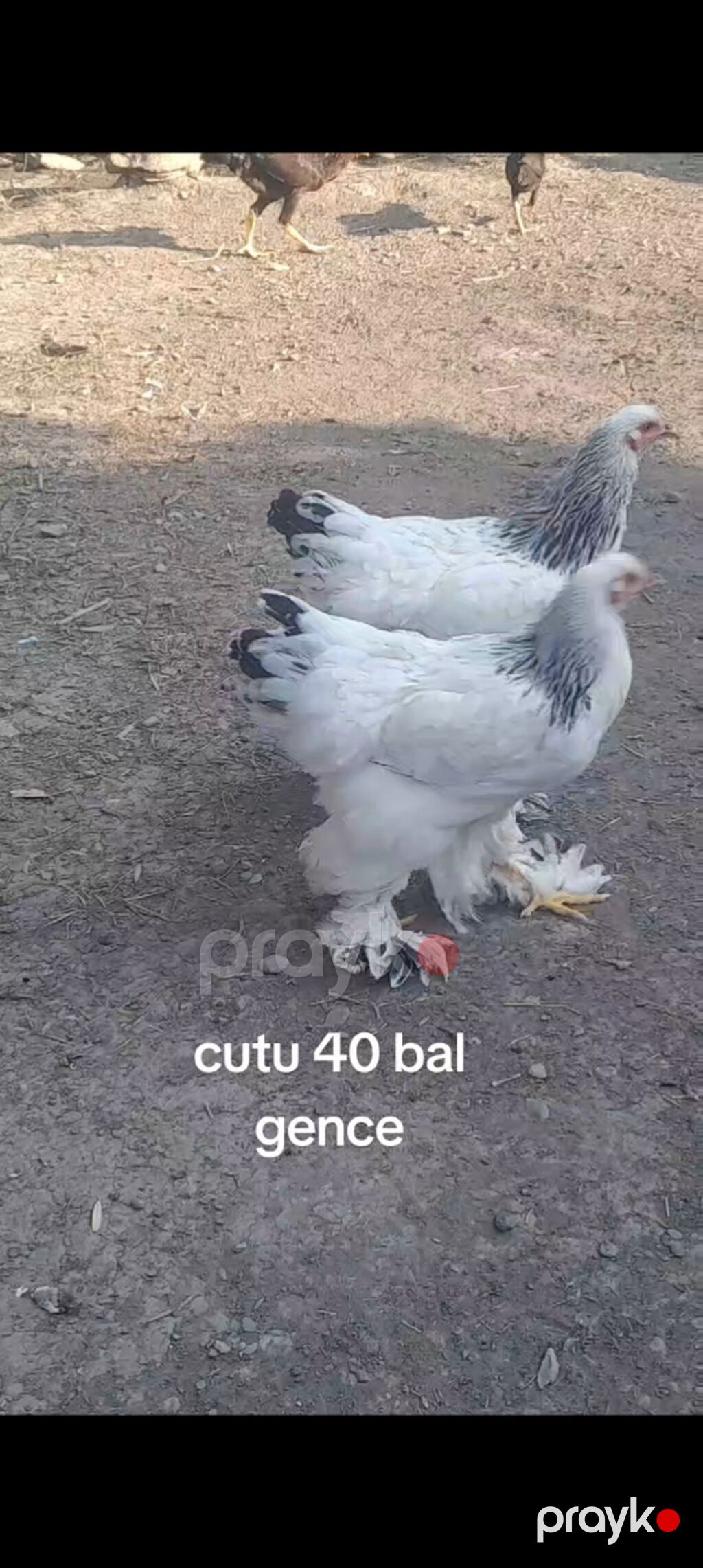 Toyuq, Brama, Damazlıq — Toyuq və xoruz, Gəncə (2)