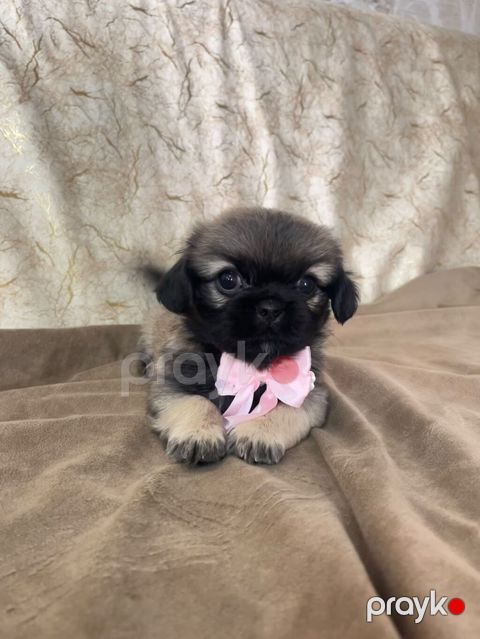 Pekines, 1 ay, Dişi — Xırdalan