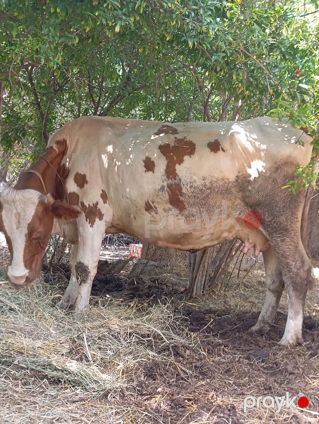 Salam Əleykum. 3-ü qalıb 2-si inəkdi 1-i 1-ci qarına düyədi. Süd verən — Kənd təsərrüfatı heyvanları, Füzuli