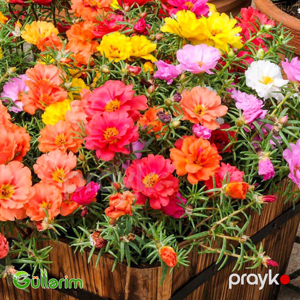 Portulak (Portulaca grandiflora) — Bitkilər, Bakı (5)