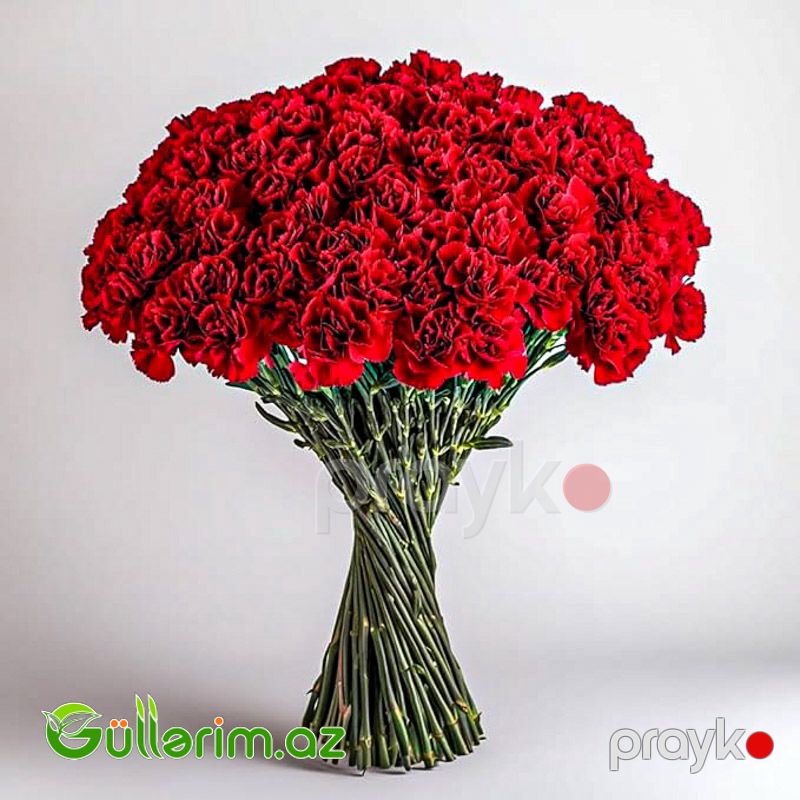 Qırmızı Qərənfil — Bitkilər, Bakı (3)