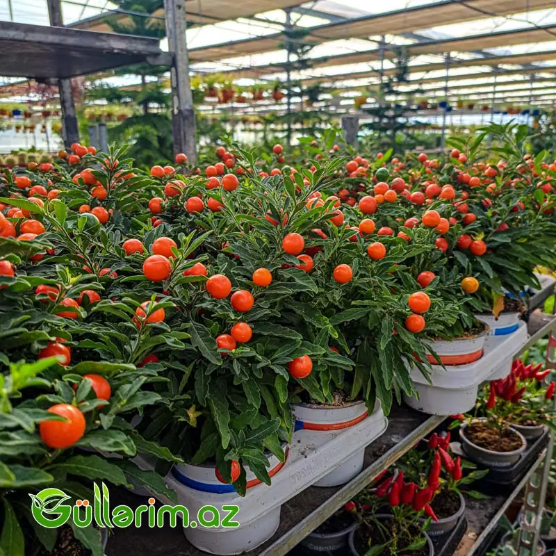Qış Alması (Jerusalem Cherry) — Bitkilər, Bakı (3)