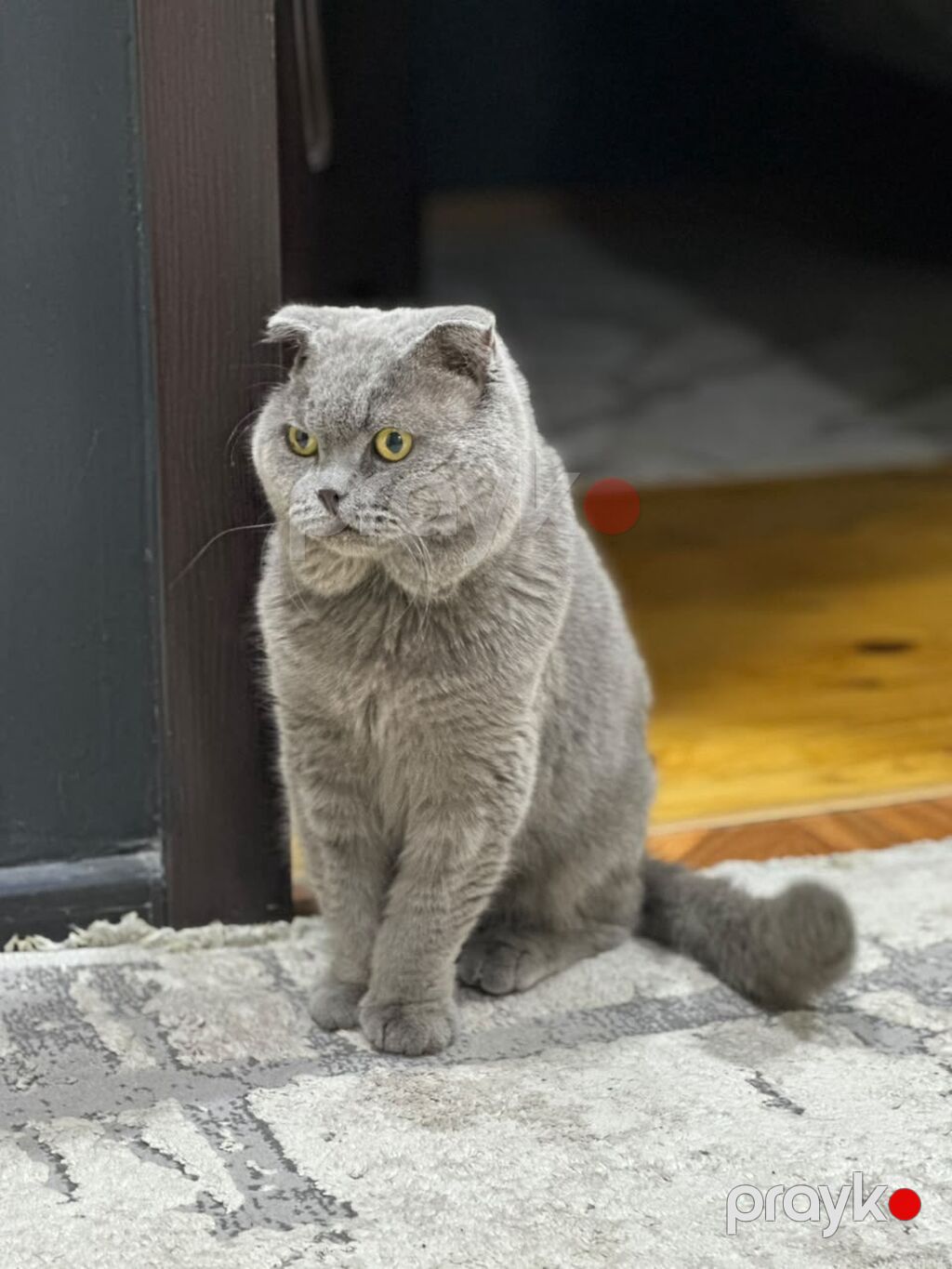 Şotland yastı qulaq, Erkək, Yaxşı əllərə, Ünvandan götürmə, Ödənişli çatdırılma — Pişiklər, Saray (4)