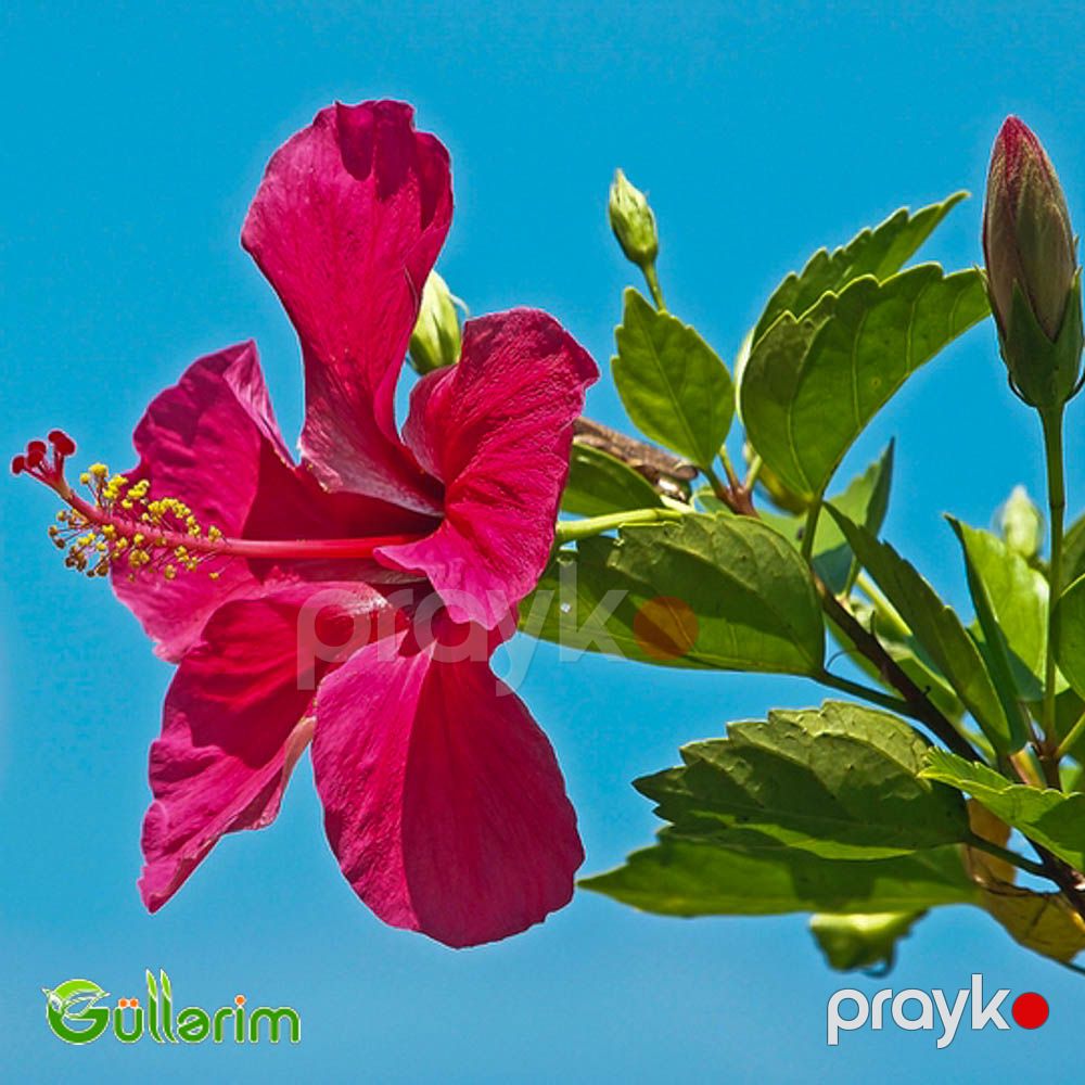 Hibiskus (Hibiscus rosa-sinensis) — Bitkilər, Bakı (5)