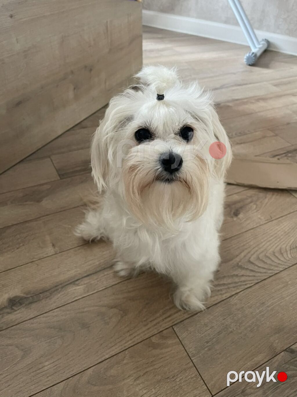 Maltipoo (Maltese bişon) balaları – ağ, yumşaq və hipoallergen tüklü — Kənd təsərrüfatı heyvanları, Bakı (3)