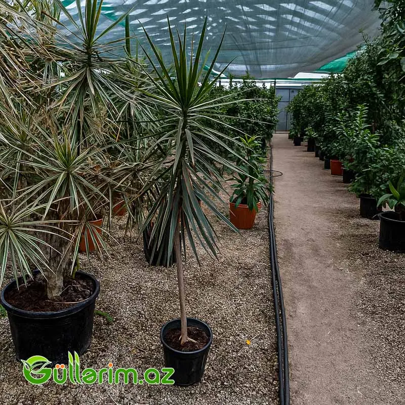 Dracaena Marginata (Drasena Marqinata) — Bakı