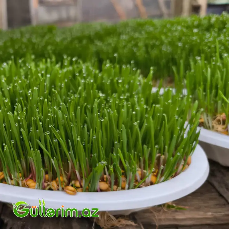 Səməni (semeni) — Bitkilər, Bakı (2)