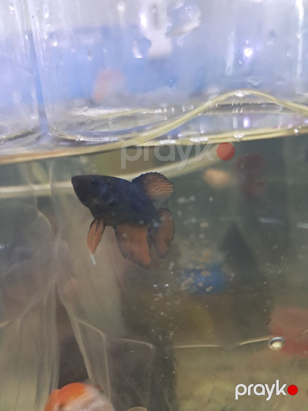 Betta balığı — Akvariumlar və balıqlar, Bakı (2)
