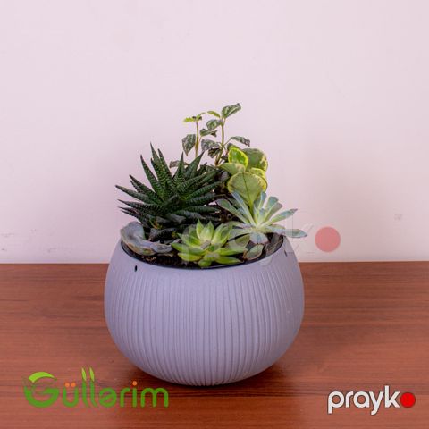 Skulent Kompozisiya
