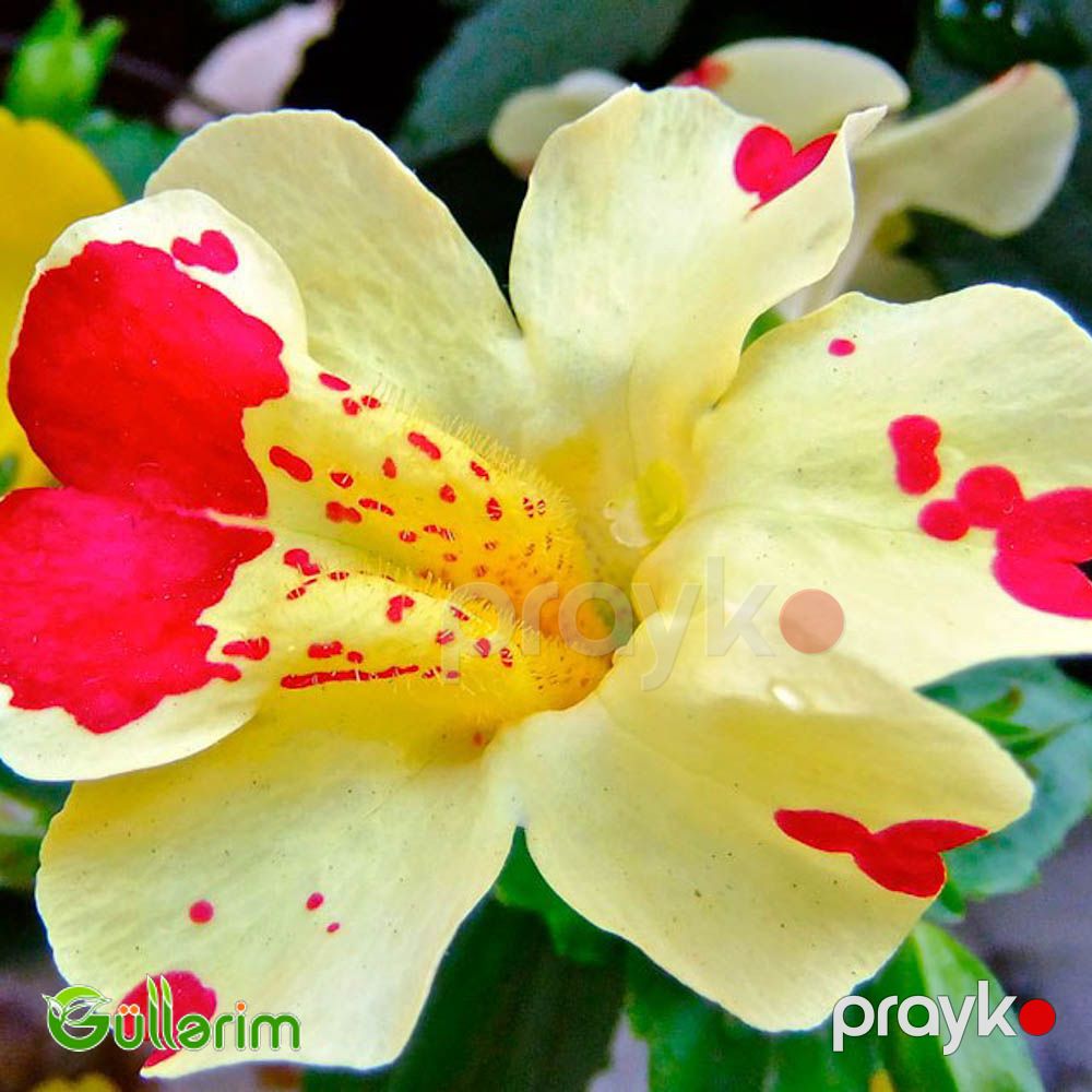 Mimulüs - Mimulus — Bitkilər, Bakı (2)