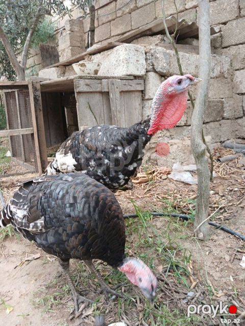 Bir erkek bir diwi. 5 ayliq tam saqlam heyvanlardi. Cox yaxwi weraitde — Bakı