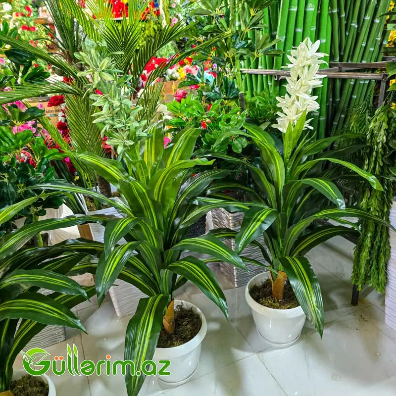 Drasena (Dracaena / Dəmir ağacı) — Bakı