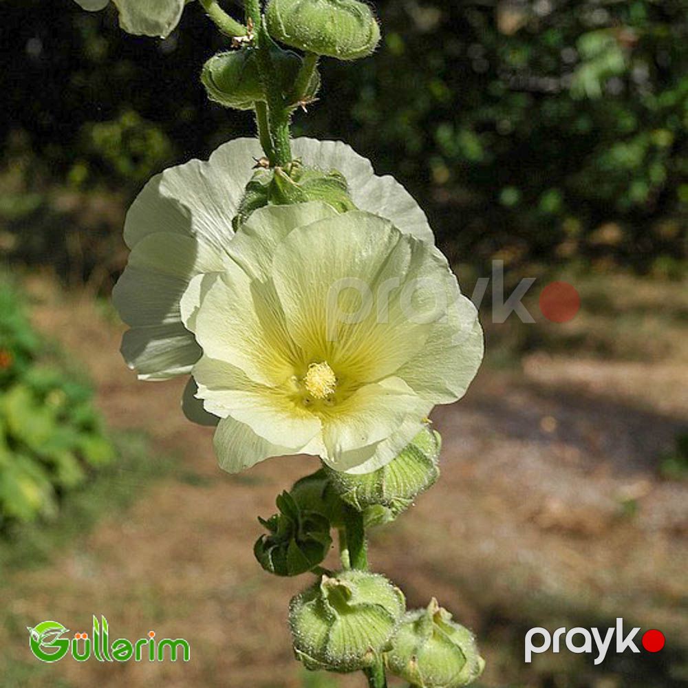 Malva (Alcea) — Bitkilər, Bakı (3)