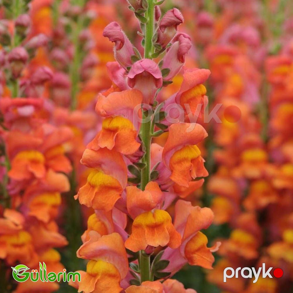 Aslan qızı (Antirrhinum majus) — Bitkilər, Bakı (5)