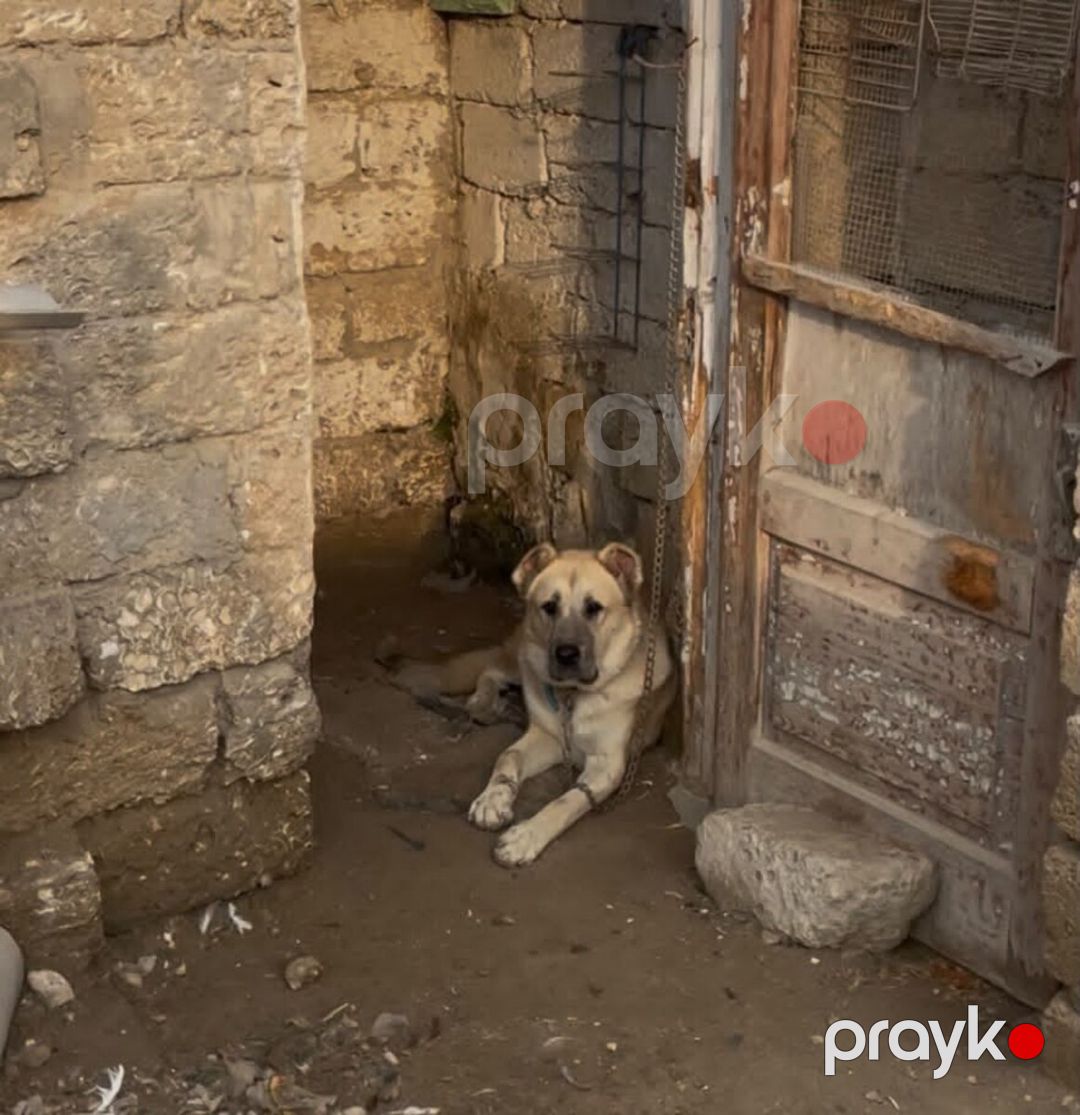 Qurdbasar,Volkodav,Çobaniti — Köpəklər, Bakı (3)