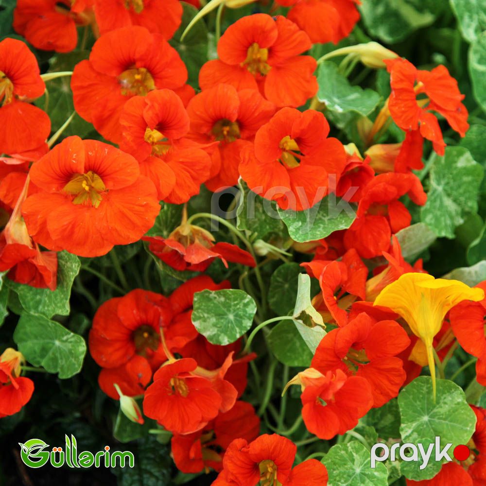 Nasturciya (Tropaeolum majus) — Bitkilər, Bakı (5)