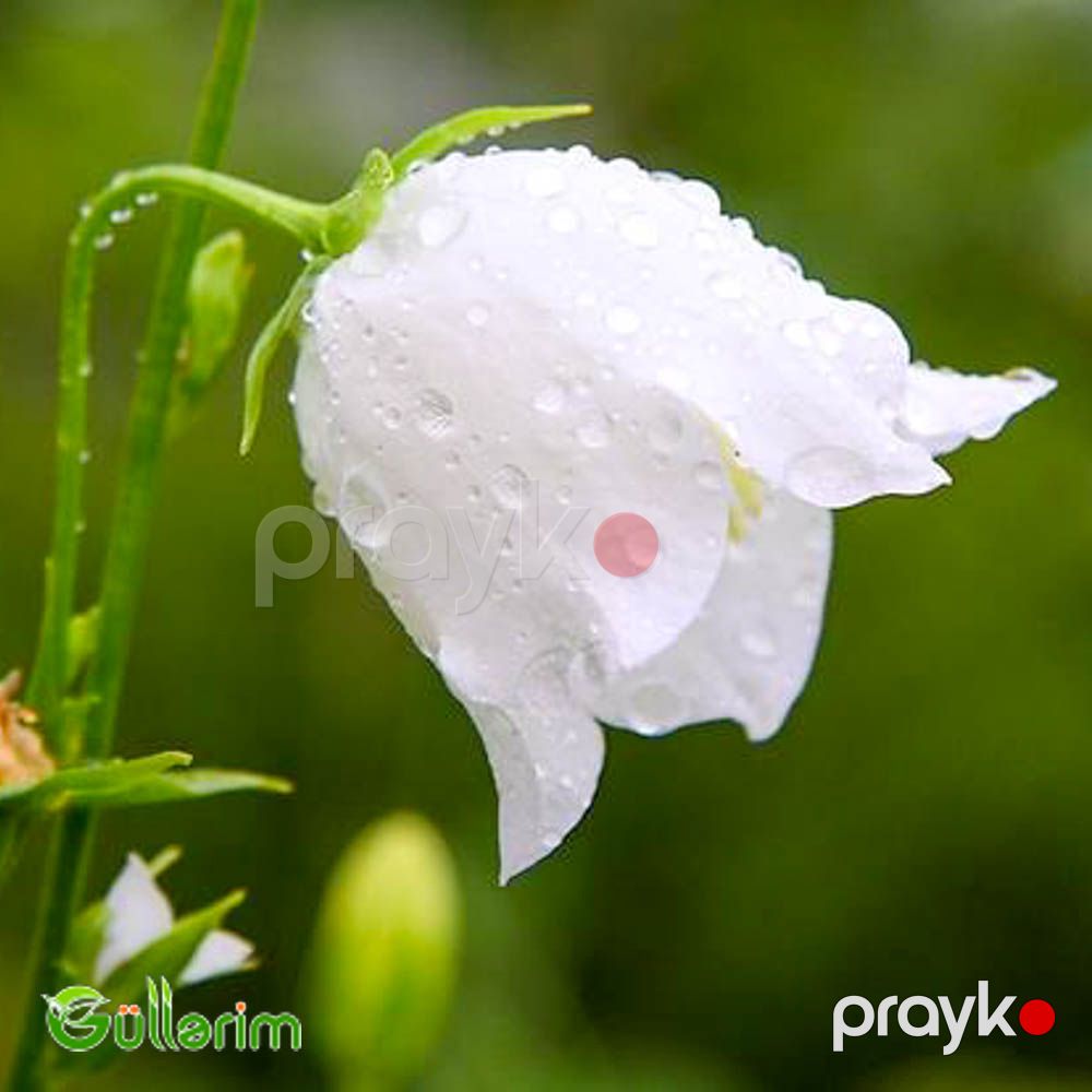 Zəng Gülü - (Campanula) — Bitkilər, Bakı (3)