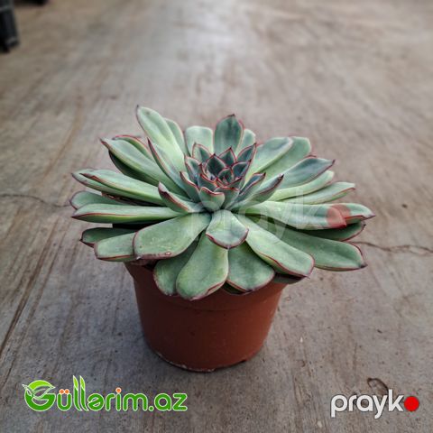 Sukulent (Boz-yaşıl Echeveria)