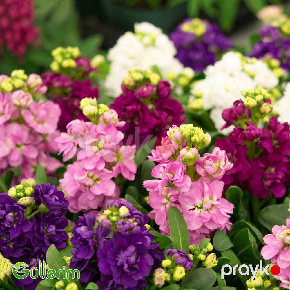 Matiuola (Matthiola) — Bitkilər, Bakı (3)