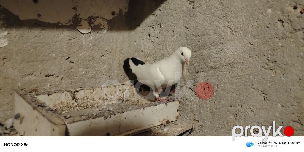Tutulma göyərçinlər — Göyərçin, Bakı (3)