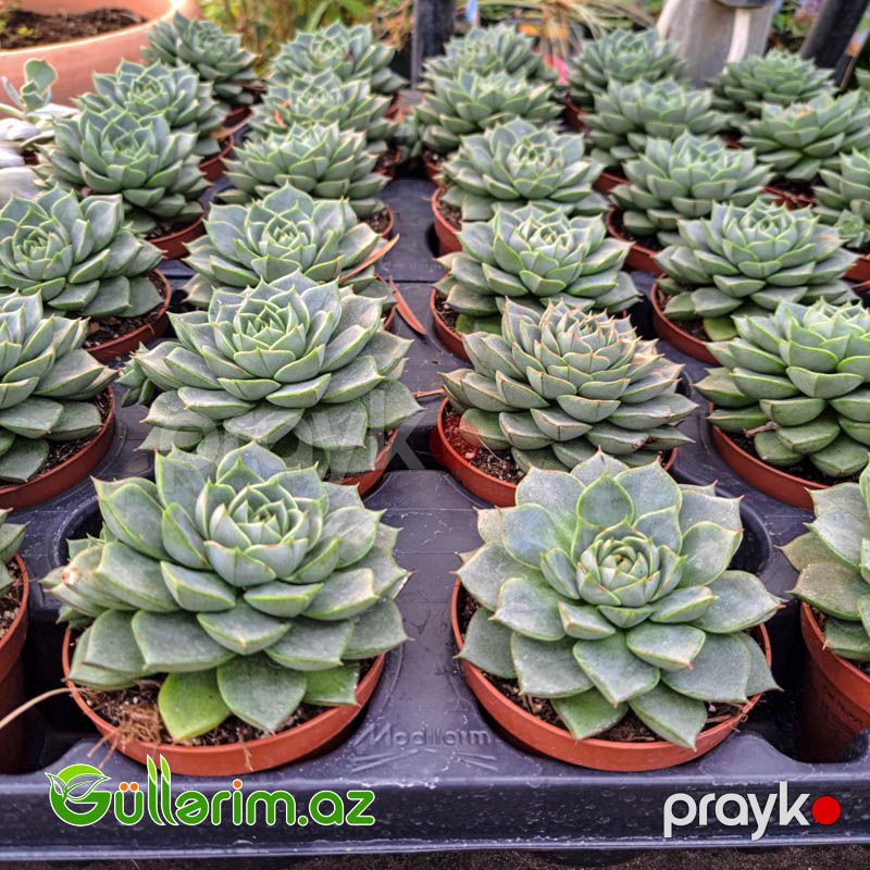 Sukulent (Yaşıl Echeveria) — Bitkilər, Bakı (2)