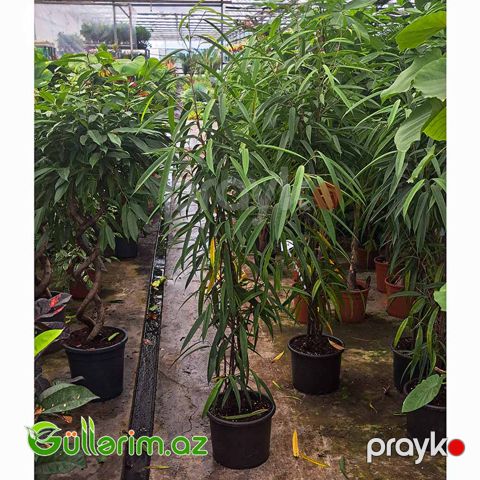 Ficus Alii