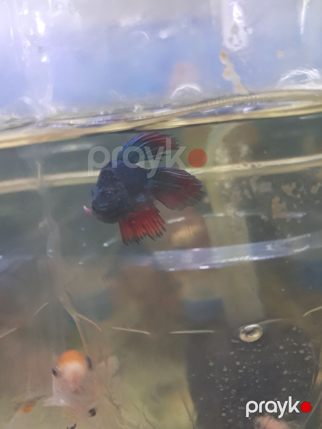 Betta balığı — Akvariumlar və balıqlar, Bakı (3)