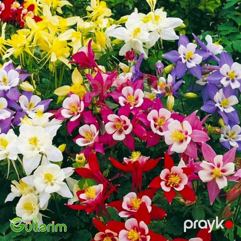 Akvilegiya (Aquilegia vulgaris) — Bitkilər, Bakı (5)