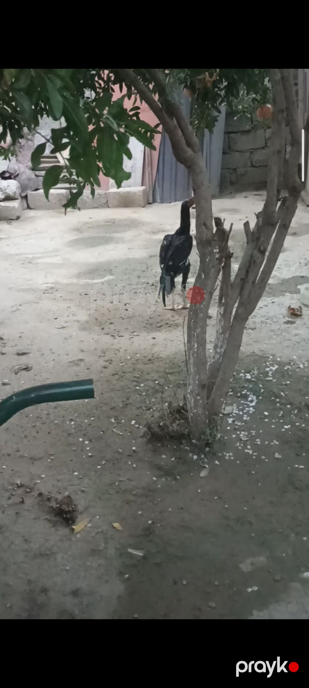 Biri Atasdı birdə qardaşı riyal alcya məşq və döyüş purobu Aylacaq — Toyuq və xoruz, Digah (2)