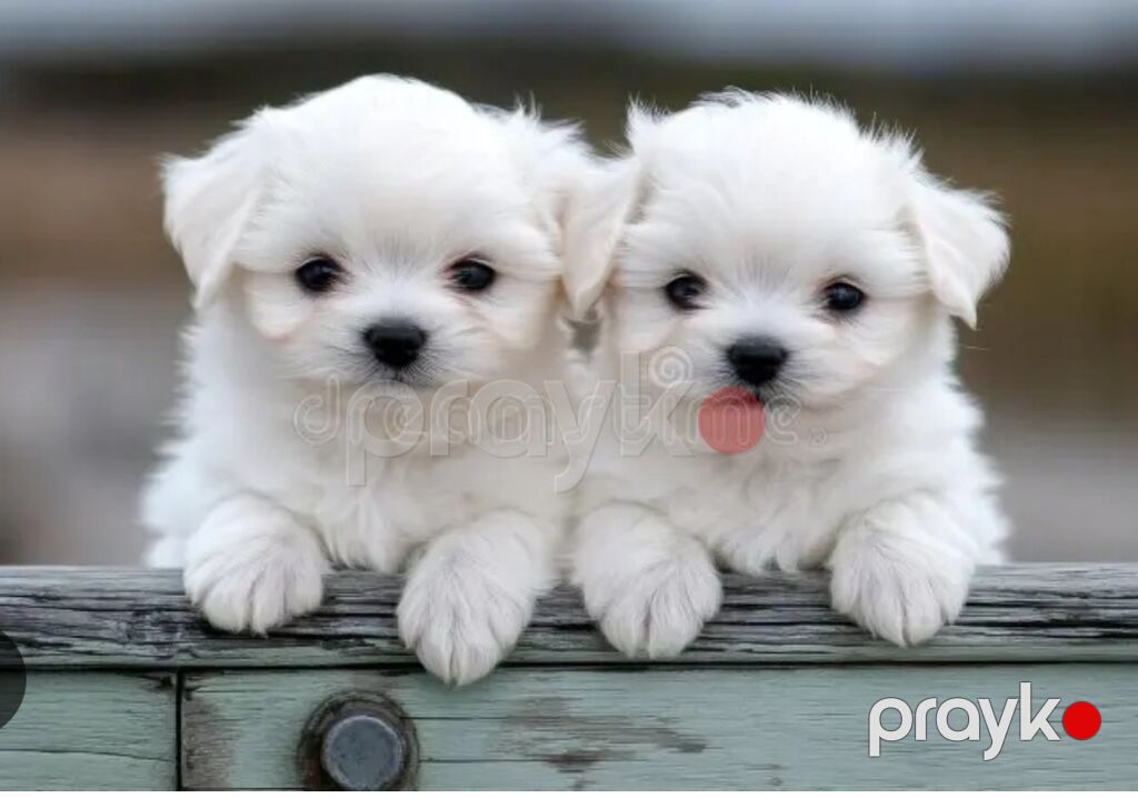 Maltipoo (Maltese bişon) balaları – ağ, yumşaq və hipoallergen tüklü — Kənd təsərrüfatı heyvanları, Bakı (7)