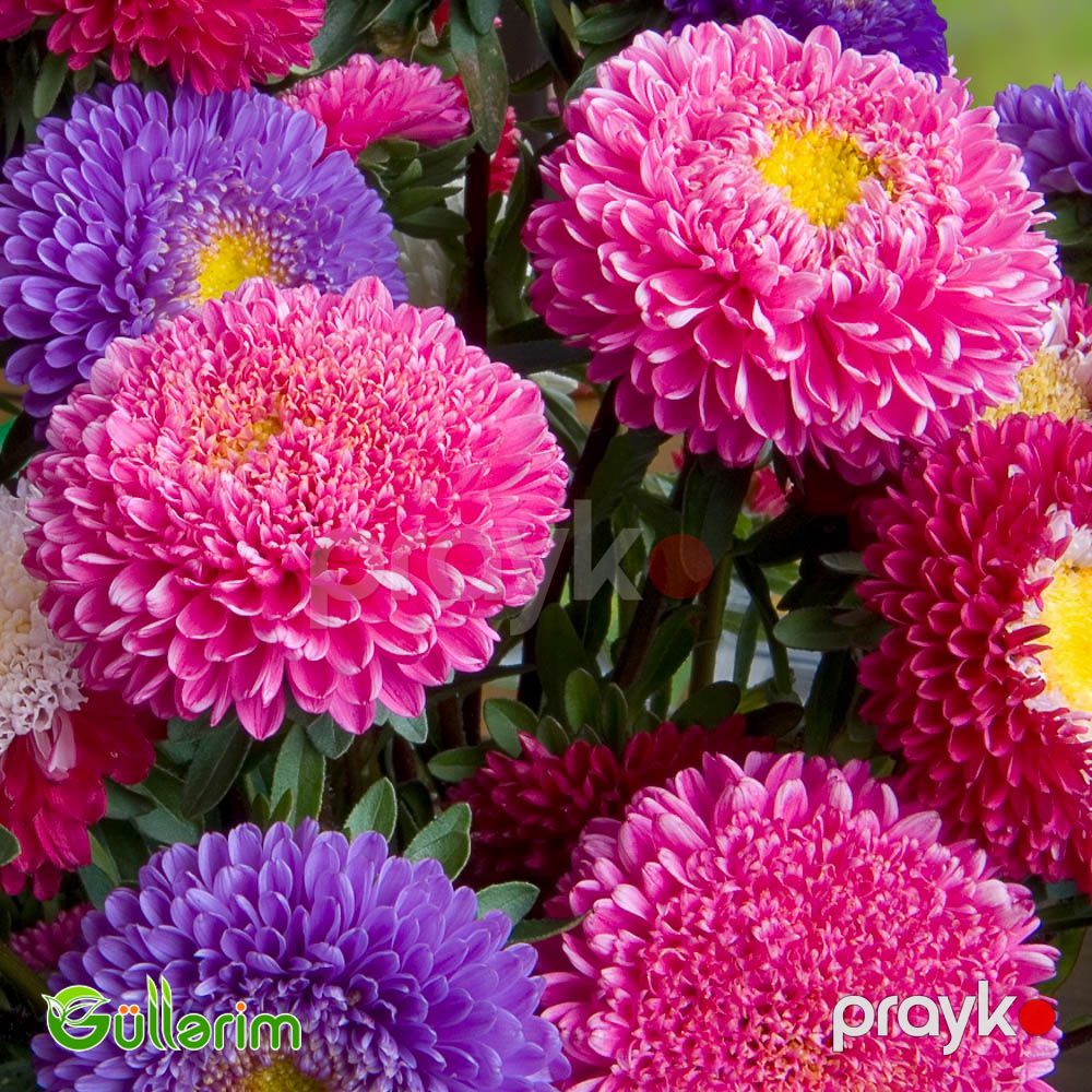 Astra (Callistephus chinensis) — Bitkilər, Bakı (4)